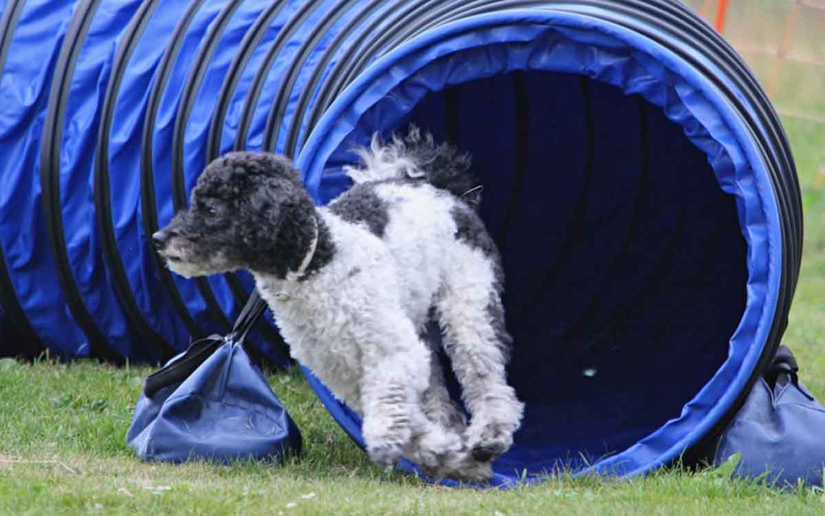 Agility, Hundesport