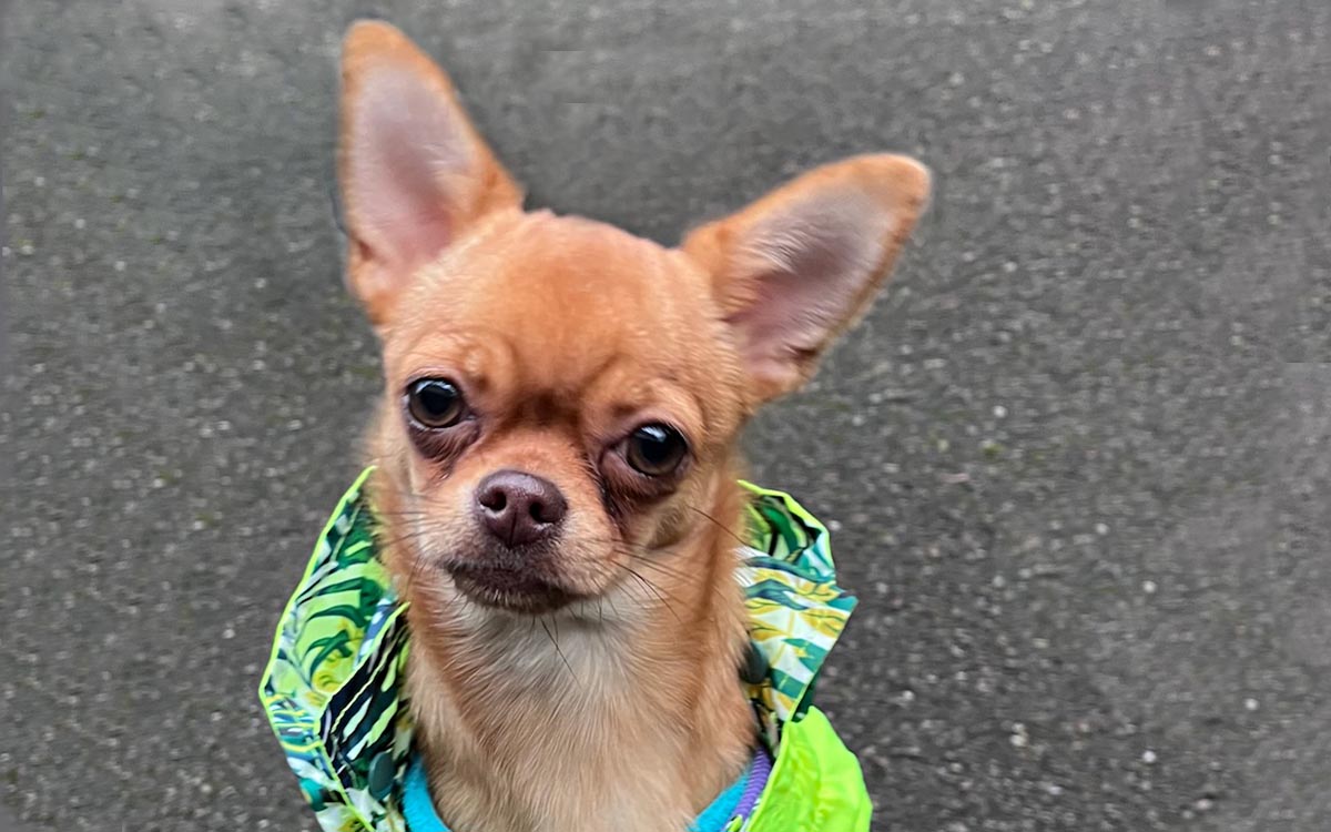 Hundeschule, Hundetraining