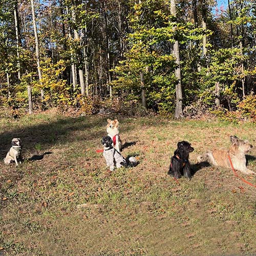 Hundeschule Olten_Hundetraining Hundetrainer Olten