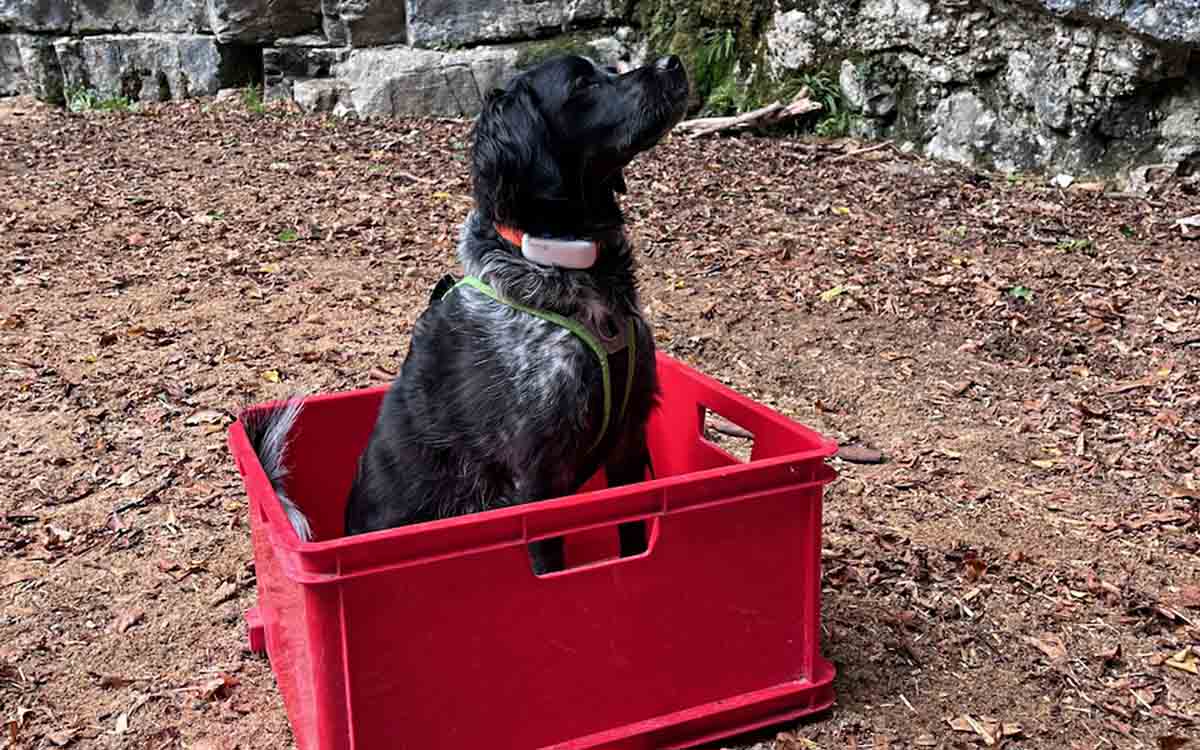 Rückruf, Leinenlaufen, Hundetraining