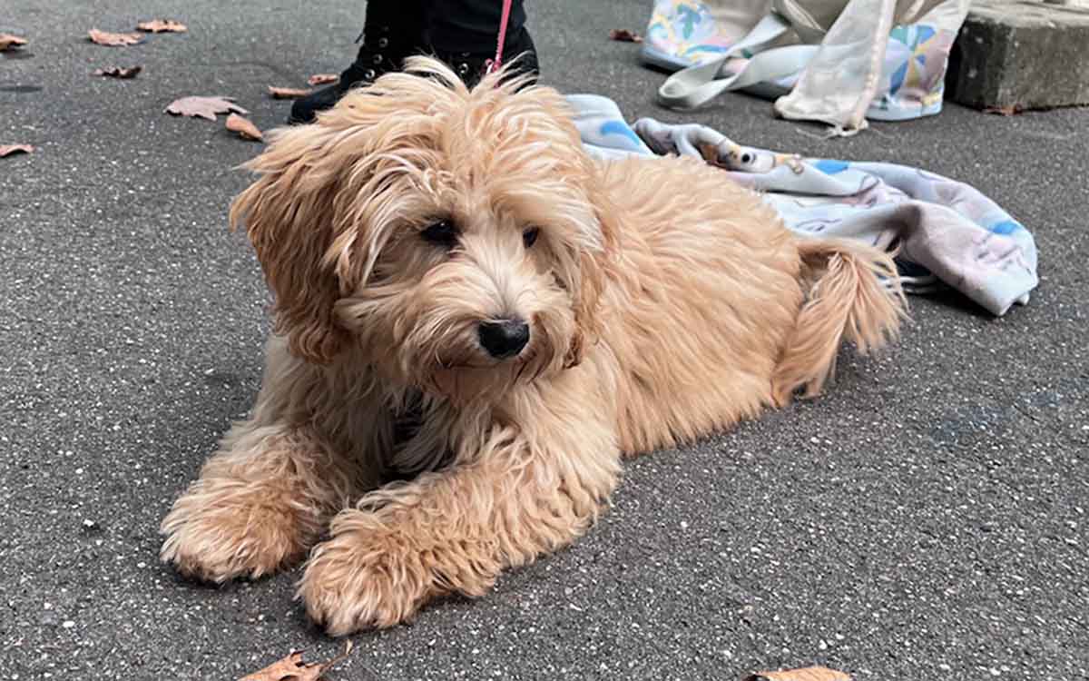 Welpen Hundeschule danach