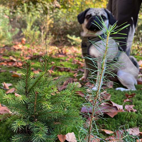 Mops Lernspaziergang im Waldtraining Mops, Pudel, Berger des Pyrénées, Piccard, Collie