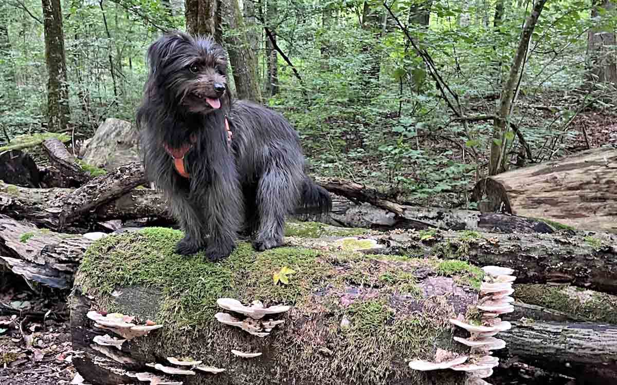 Hundetraining, Hundekurs, Welpenkurs