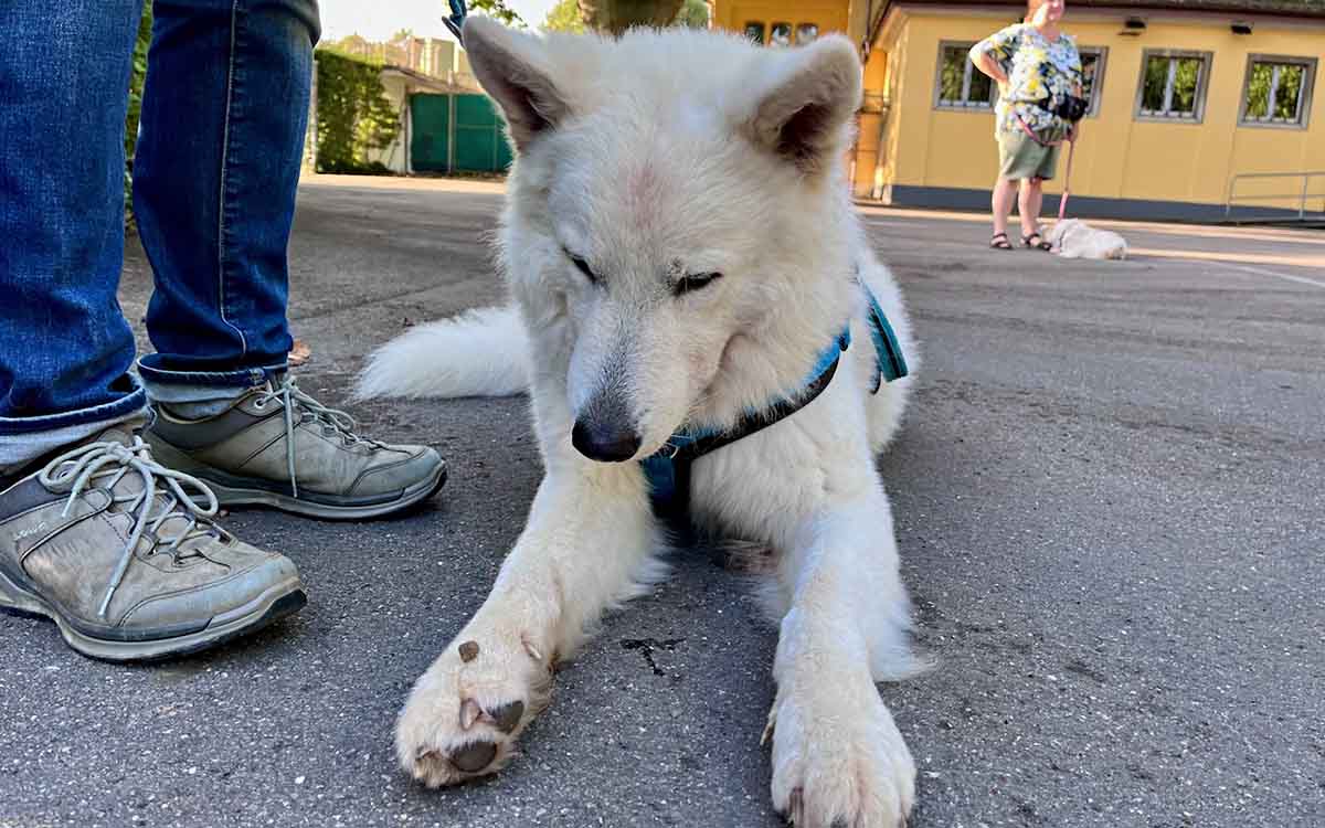 Hundetraining, Hundeschule Olten