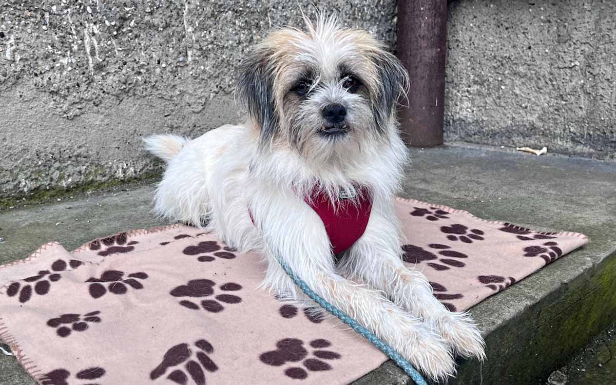 Pubertät bei Hunden